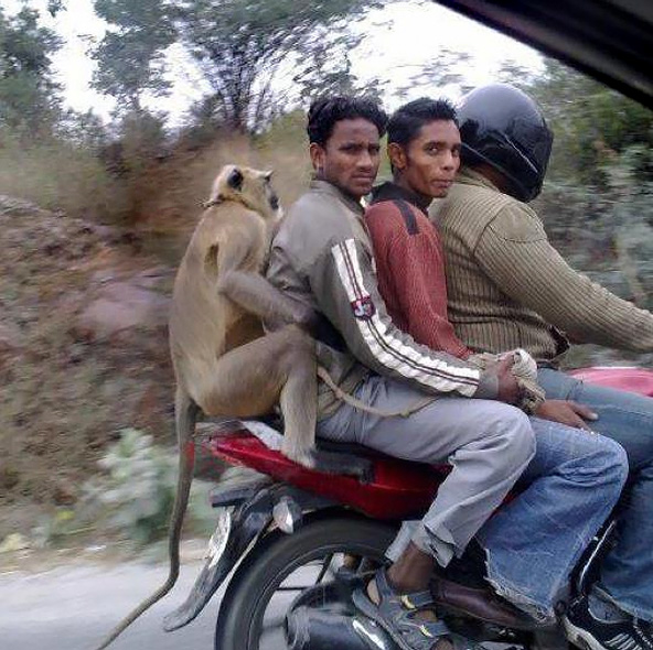a-Monkey-Riding-a-Motorcycle-in-India1.jpg